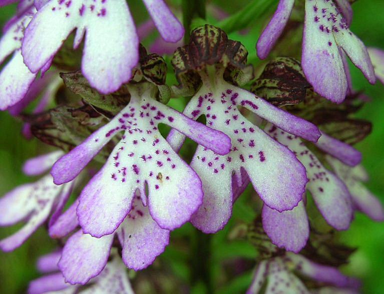 Orchis purpurea